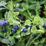 Bilberry
